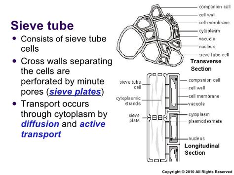 Sieve Cells Function Class 9