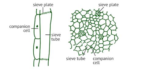 Sieve Element Cells