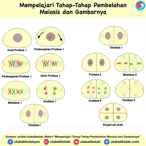 Difference Between Mitosis and Meiosis Mitosis, Meiosis, Biology review