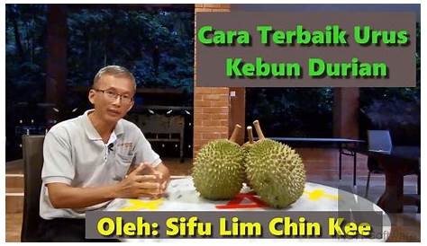 Pengurusan Tanaman & Kawalan Penyakit Durian - Sifu Lim Chin Khee - YouTube