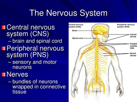 Signal Path Nervous System