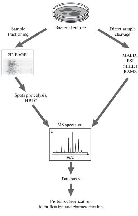 Signal Processing Methods For Mass Spectrometry