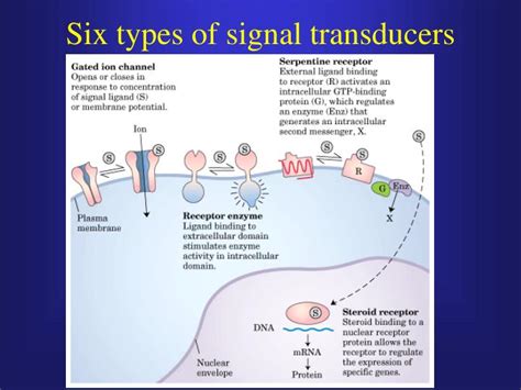 Signal Transducers Function