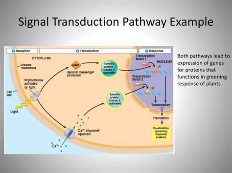 Signal Transduction Cascade Example