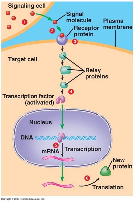 Signal Transduction Examples In Human Body