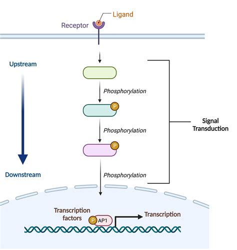 Signal Transduction First Component