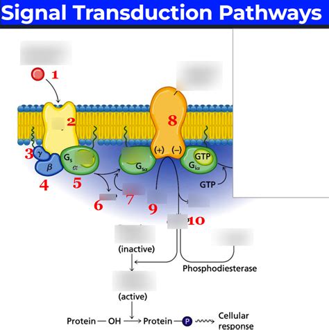 Signal Transduction Involves Quizlet