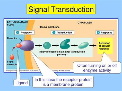 Signal Transduction Pathway Basics