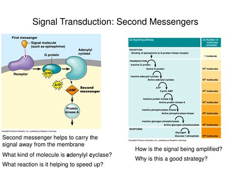 Signal Transduction Secondary Messengers