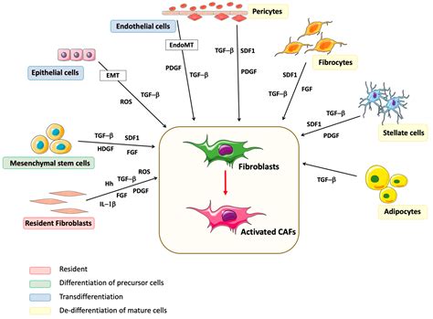 Signaling Pathways Fibroblasts