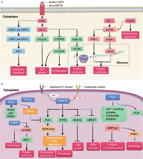 Signaling Pathways Heart Failure
