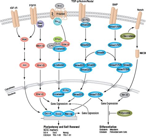 Signalling Pathways In Embryonic Development