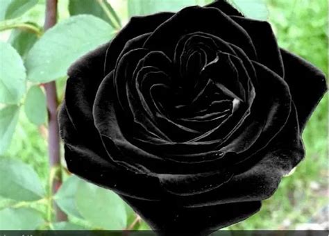significado da rosa preta