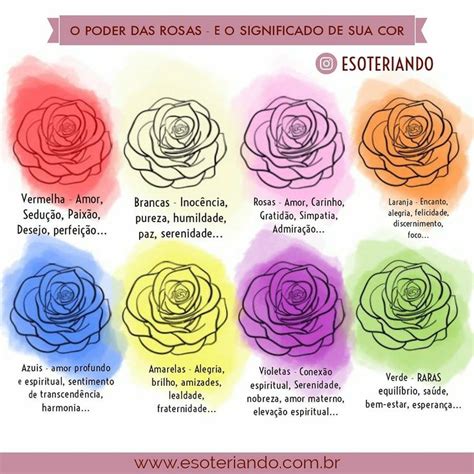significado da rosa rosa