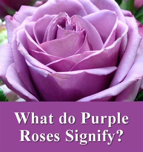 significance of purple roses