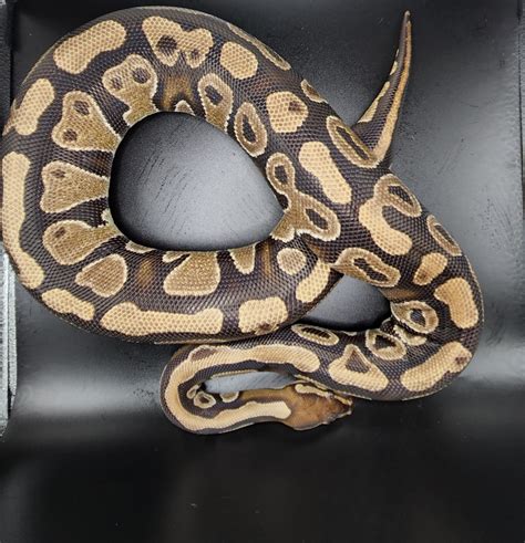 Ball python gravid suggestions?