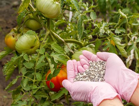 6 Signs You Are Over Fertilizing Your Plants. Fertilizer For Plants