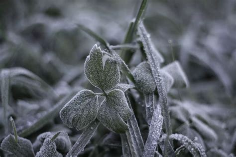 Plant Growth And Cold Temperatures Why Does Cold Affect Plants