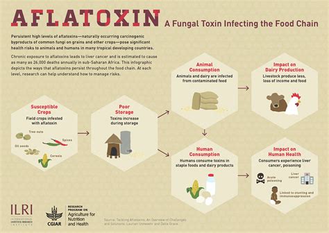 signs and symptoms of aflatoxin