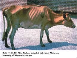signs and symptoms of tuberculosis in cattle