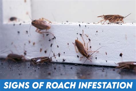 Unmistakable Signs You Have a Roach Infestation
