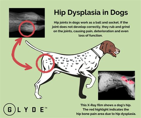 Signs Of Hip Dysplasia In Older Dogs