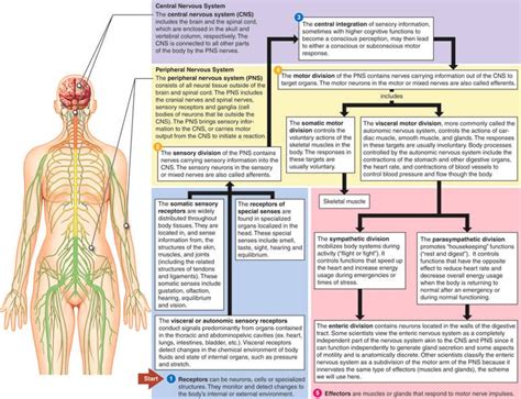 The Signs Of Tooth Nerve Damage