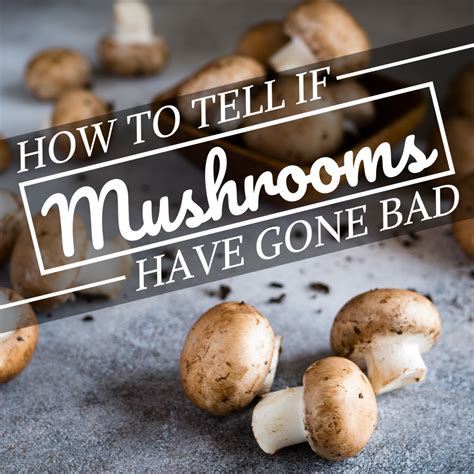 signs that mushrooms are bad