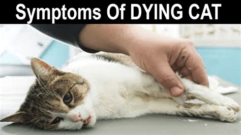 signs your cat is dying of cancer