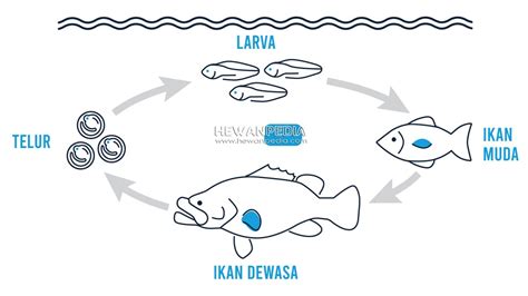 Siklus Hidup Ikan