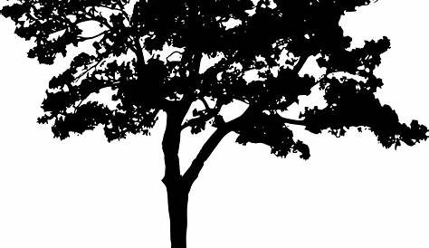 Tree Silhouette Free Stock Photo - Public Domain Pictures