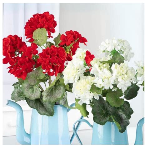 Silk Geranium Bushes