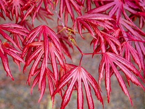 silk japanese maple tree leaves