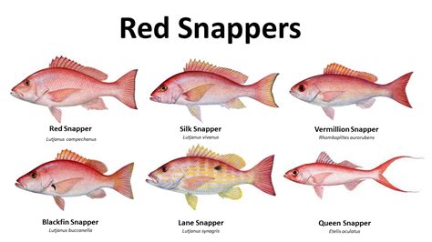 silk snapper vs red snapper