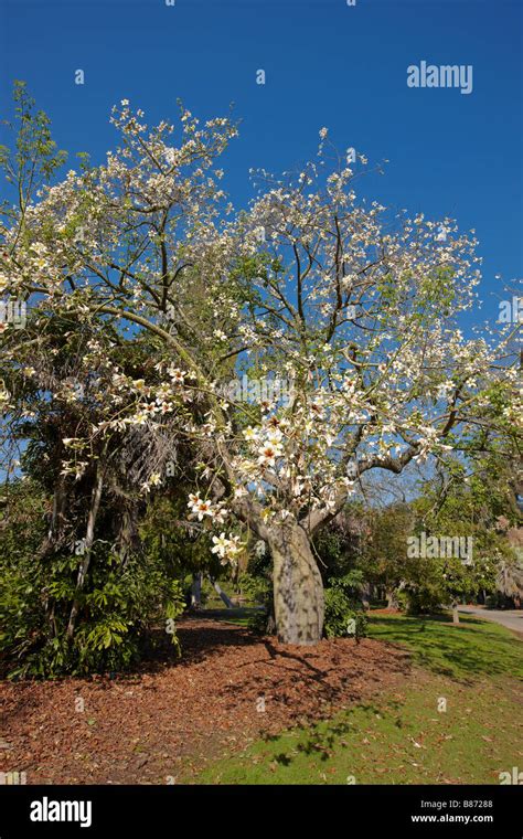 Silk Tree California