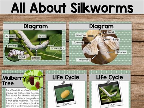 Silk Worm Printable Worksheets