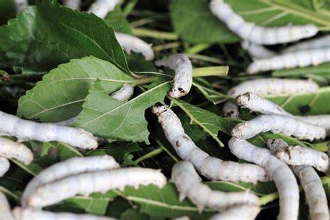 Silkworm Abuse