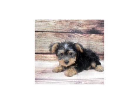 silky terrier for sale in florida