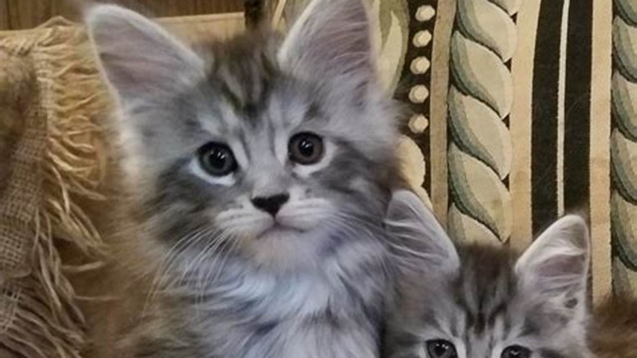 Silver Tabby Maine Coon Cat for Sale