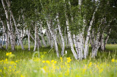 silver birch near me