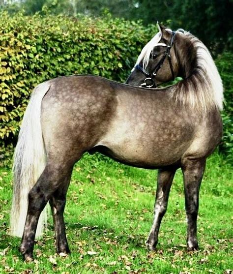 silver buckskin horse