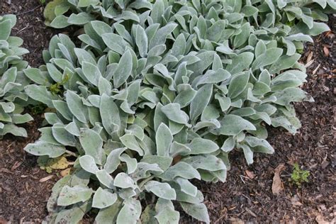 silver carpet lambs ear
