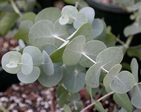 silver dollar tree eucalyptus cinerea