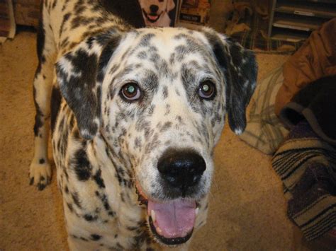 Silver Lab Dalmatian Mix