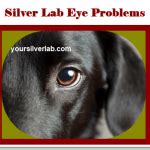 Silver Lab Eye Problems