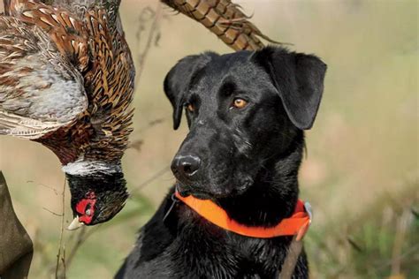 Silver Lab Pheasant Hunting