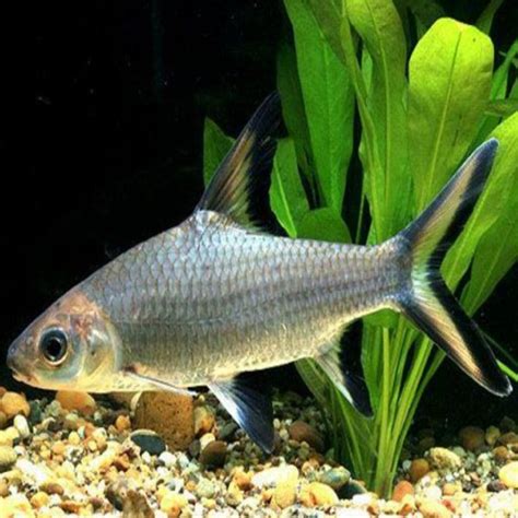 Silver Shark: Unveiling the Ultimate Predator in Ocean Depths