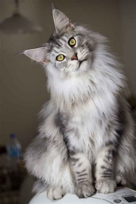silver tabby maine coon