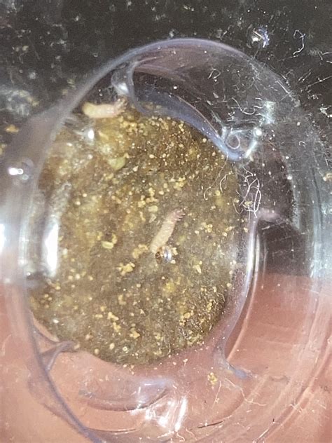 Silverfish Trap Reddit