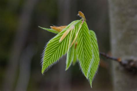 Silverwater Promo Code